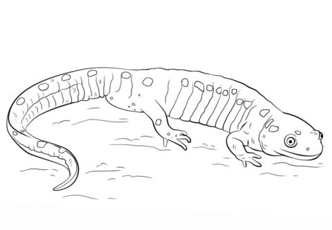 Spotted Salamander Coloring Page